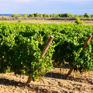 Plant Life Advisors Vineyard